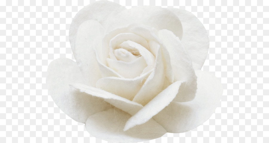 Rosa Branca，Florescer PNG