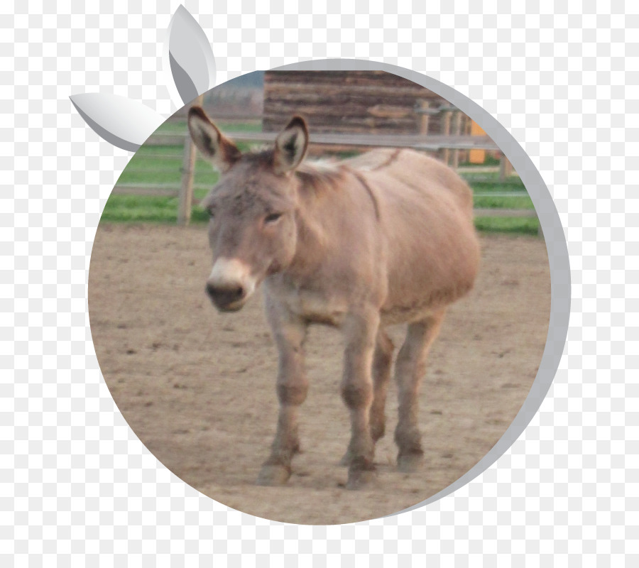 Burro，Cavalo PNG