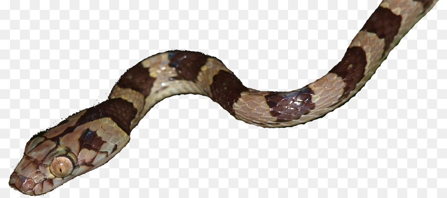 Cobra，Réptil PNG