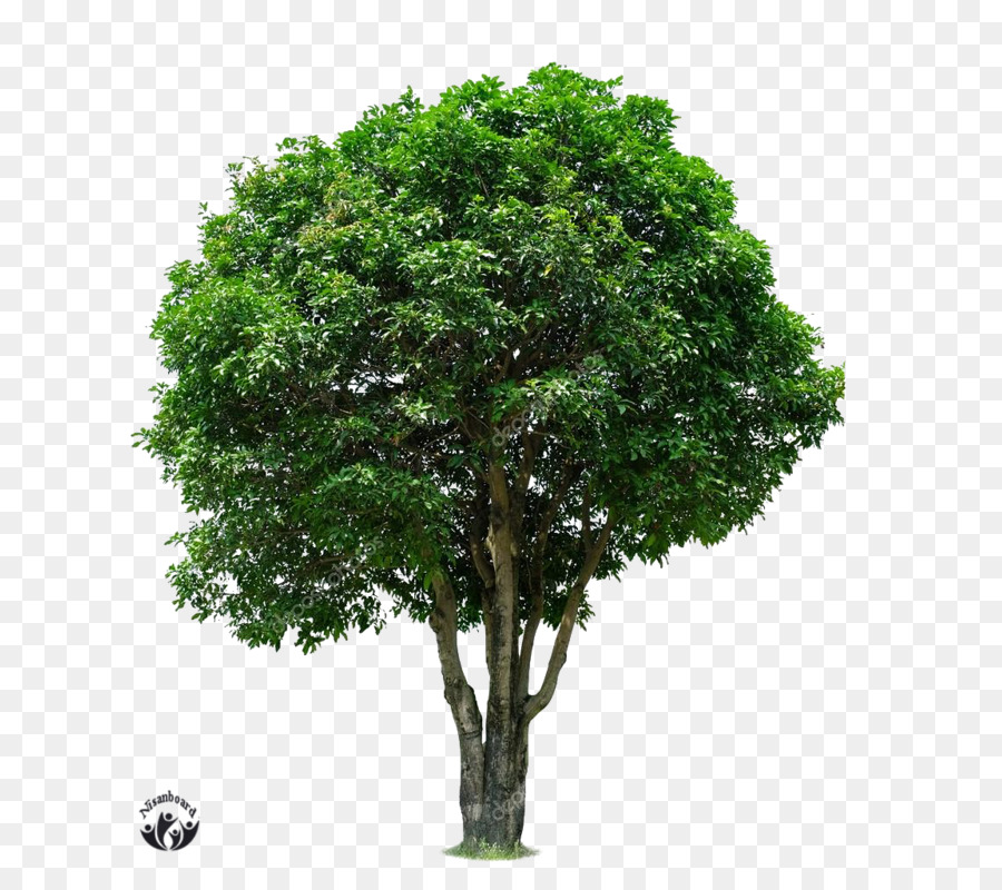 Árvore Verde，Natureza PNG