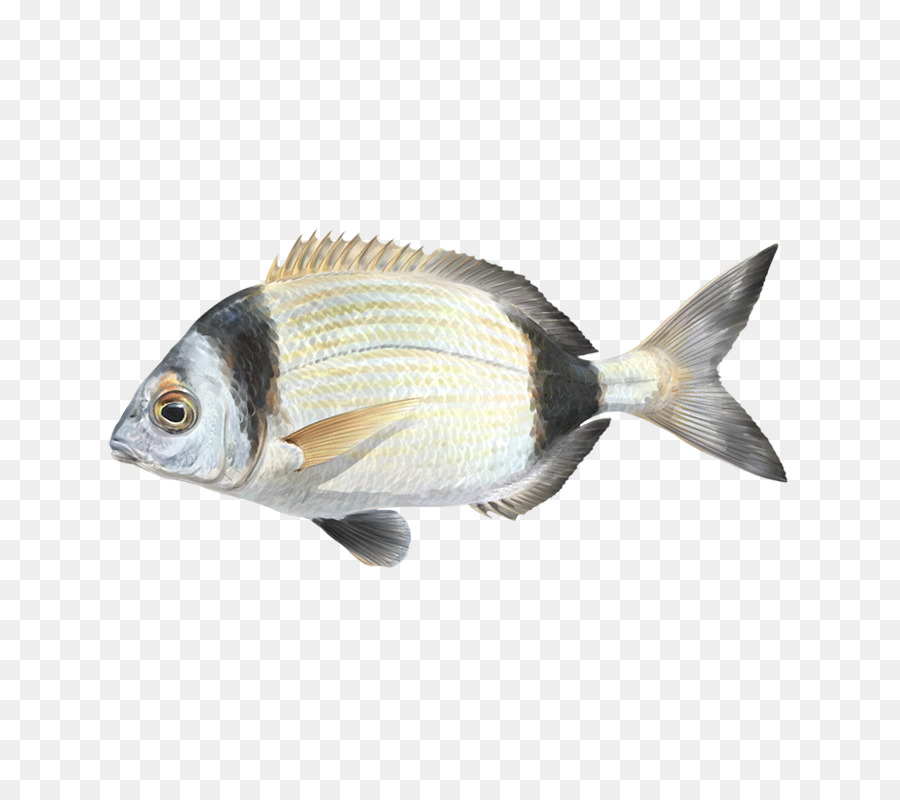 Peixe，A Fauna PNG