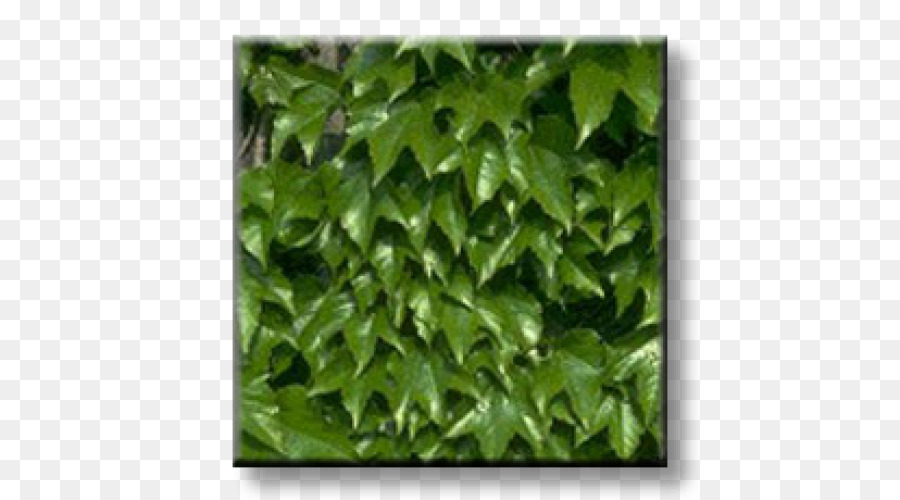 Ivy，Boston Ivy PNG