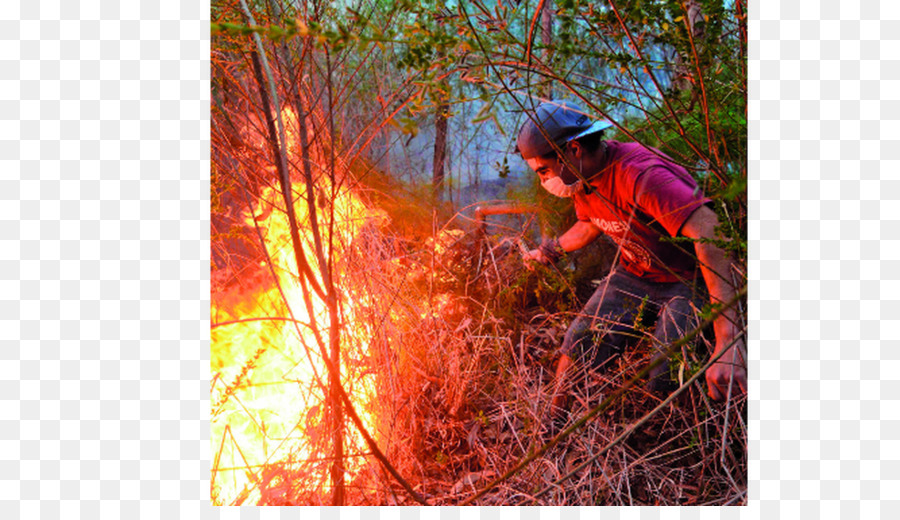 Incêndio，Incêndios Florestais PNG