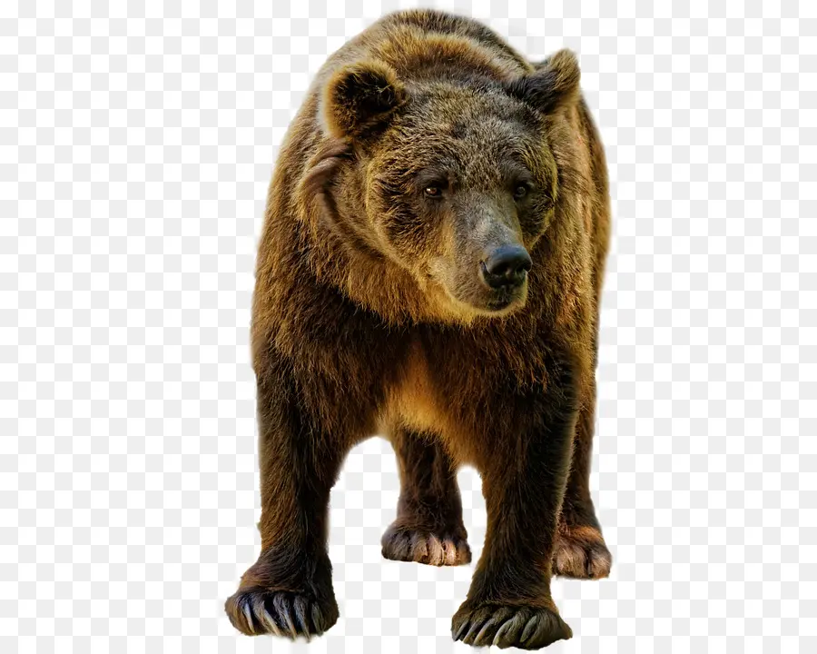 Urso Pardo，Urso PNG