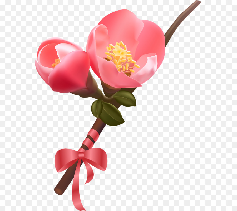 Flor Rosa，Florescer PNG