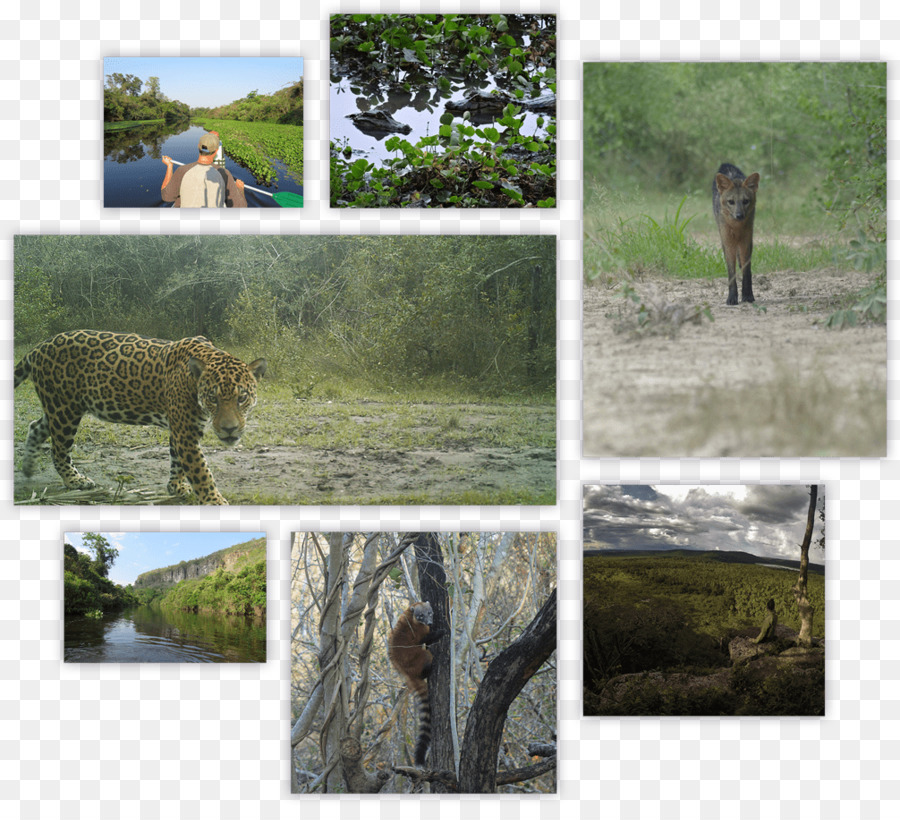 A Vida Selvagem，Jaguar PNG