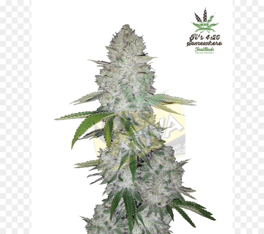 Planta De Cannabis，Maconha PNG