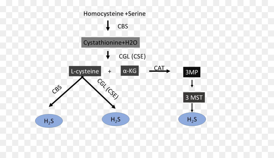 3mercaptopyruvate Sulfurtransferase，A Cisteína PNG