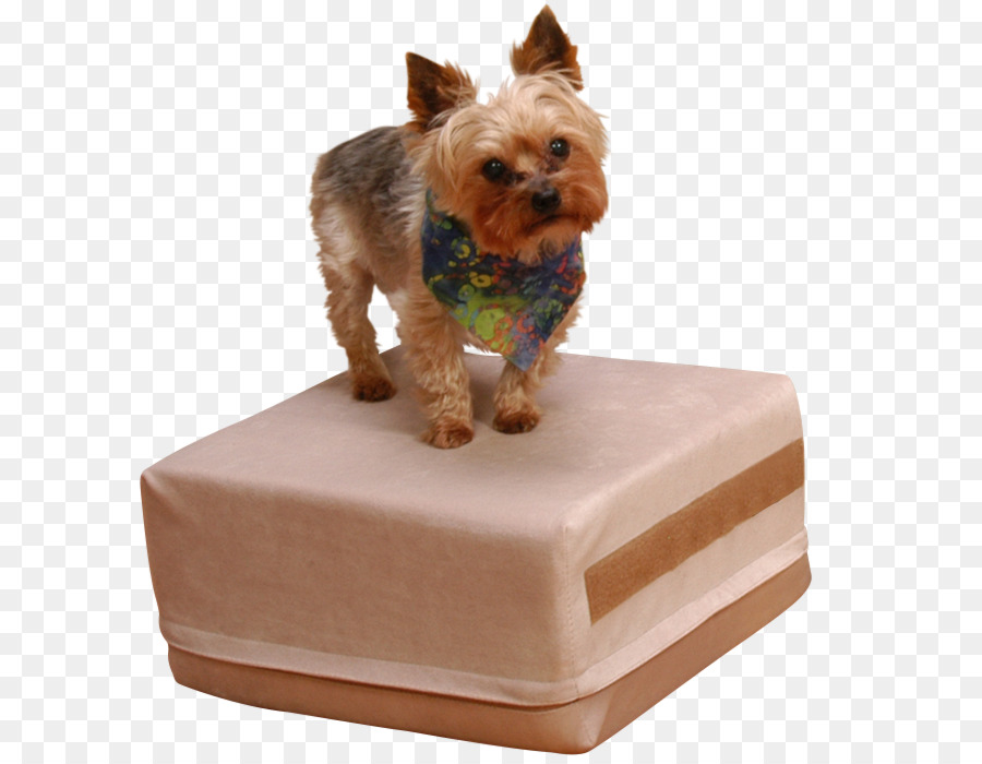 Yorkshire Terrier，Ostras PNG