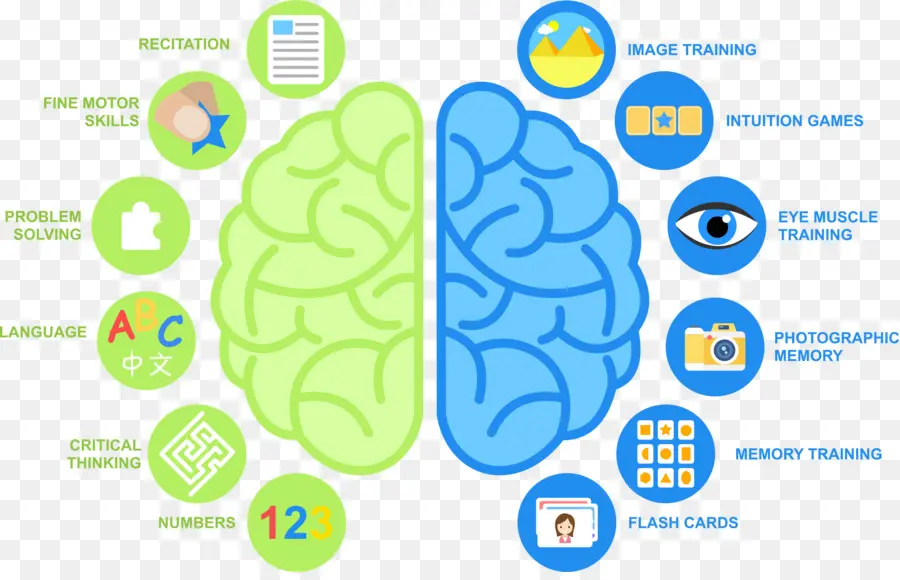 Diagrama Cerebral，Cognição PNG