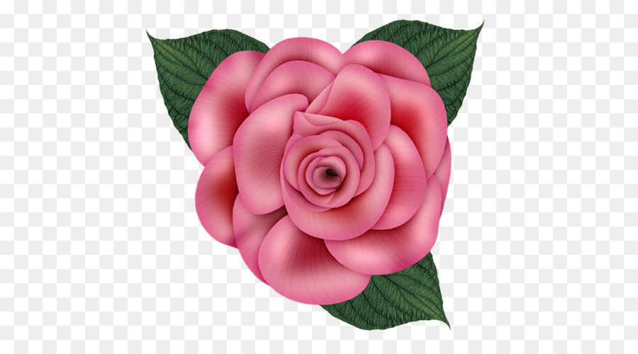 Flor Rosa，Florescer PNG