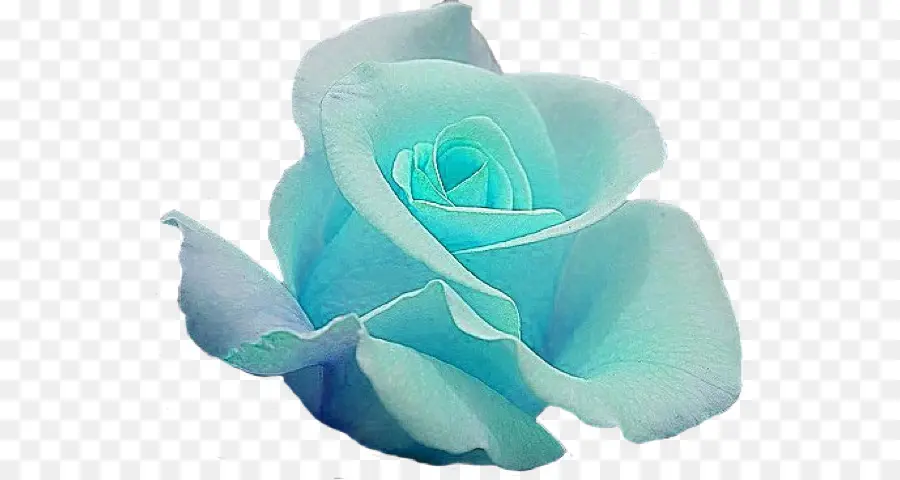 Rosa Azul，As Rosas Do Jardim PNG