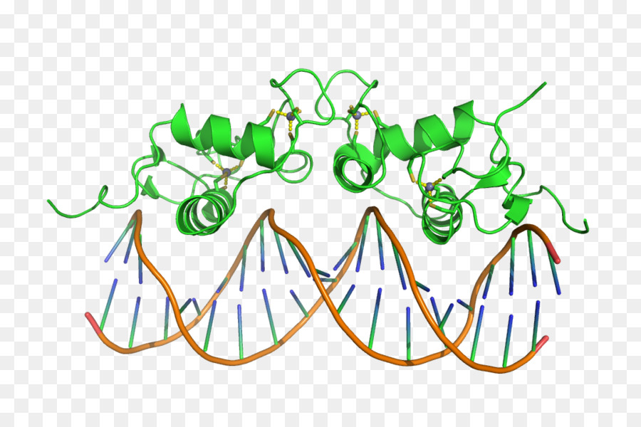 Dnabinding De Domínio，Proteína De Domínio PNG