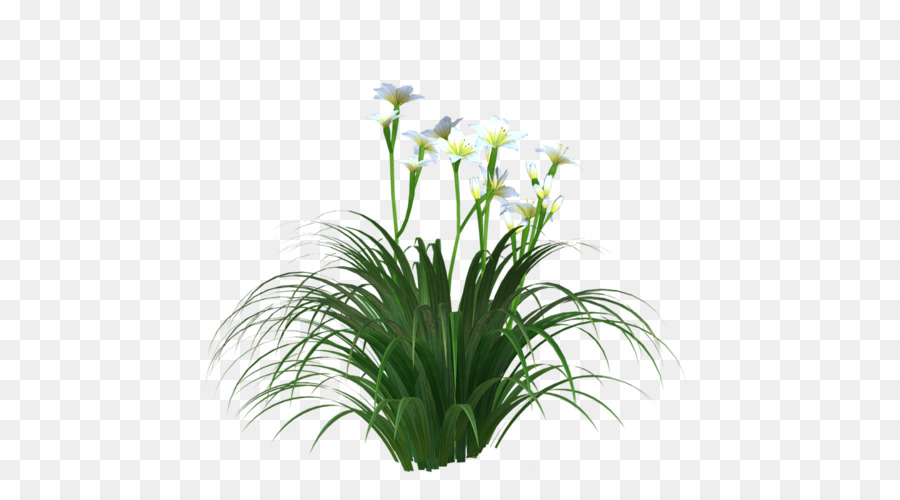 Planta Com Flores，Flores PNG