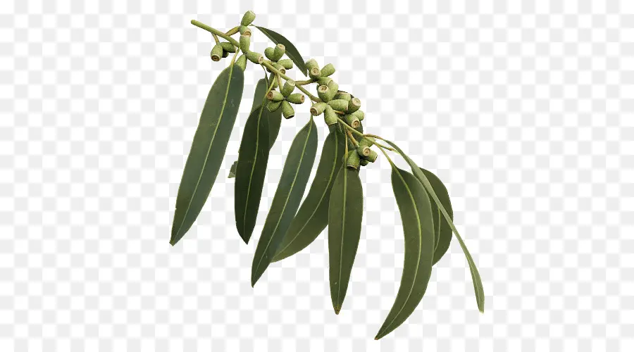 Eucalyptus Viminalis，Folha PNG