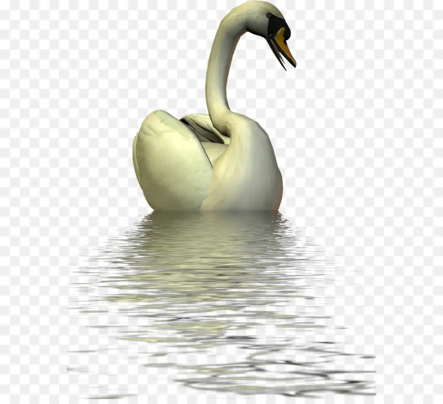 Cisne，Água PNG