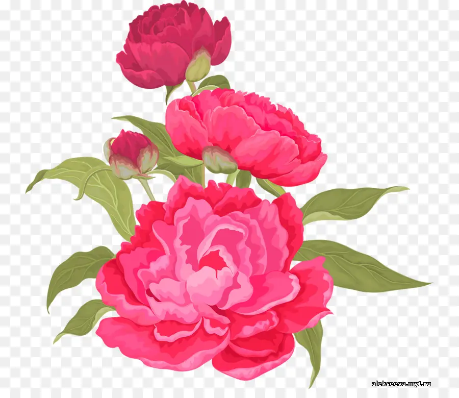 Flores Cor De Rosa，Florescer PNG