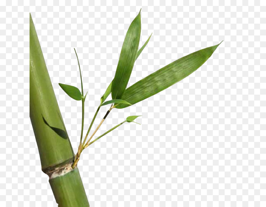 Bambu，Folhas PNG