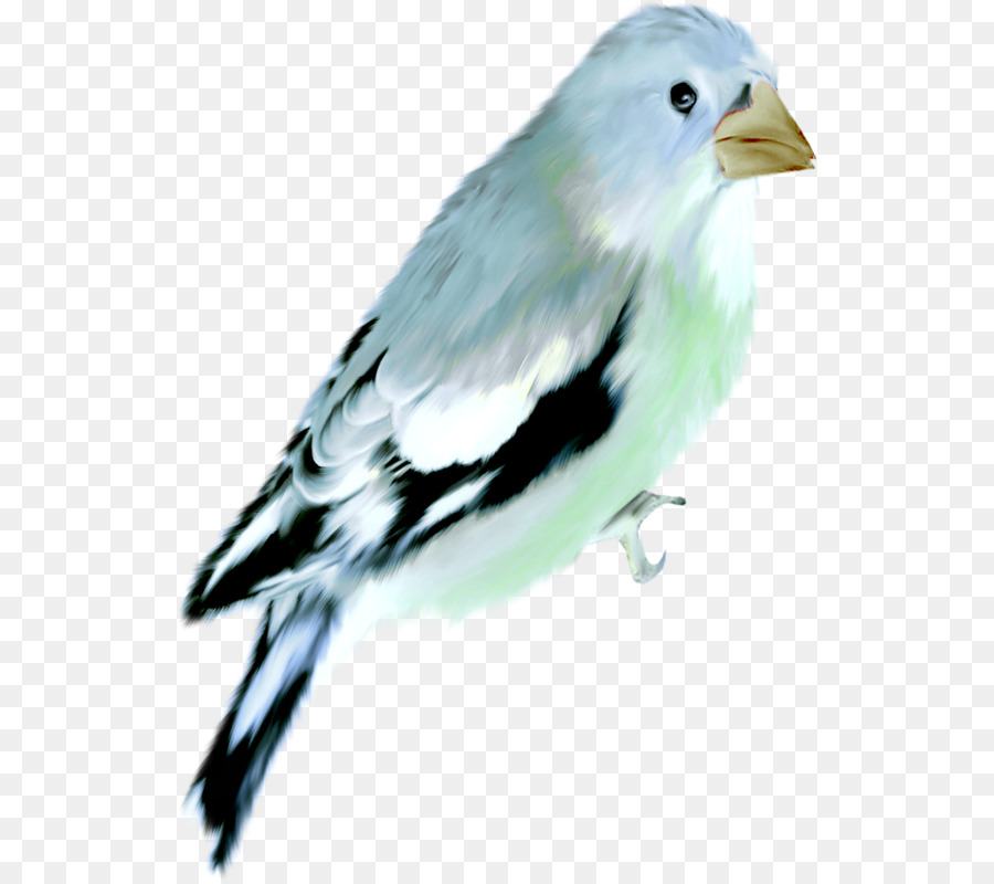 Aves，Pintura Em Aquarela PNG