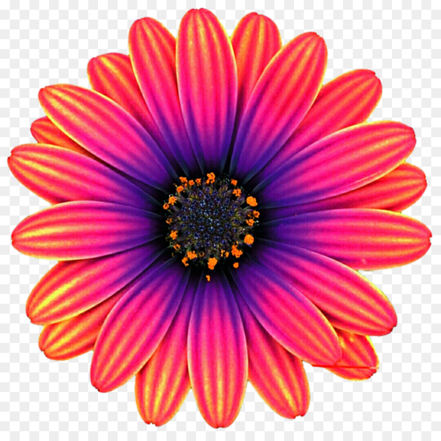 Flor，Florescer PNG