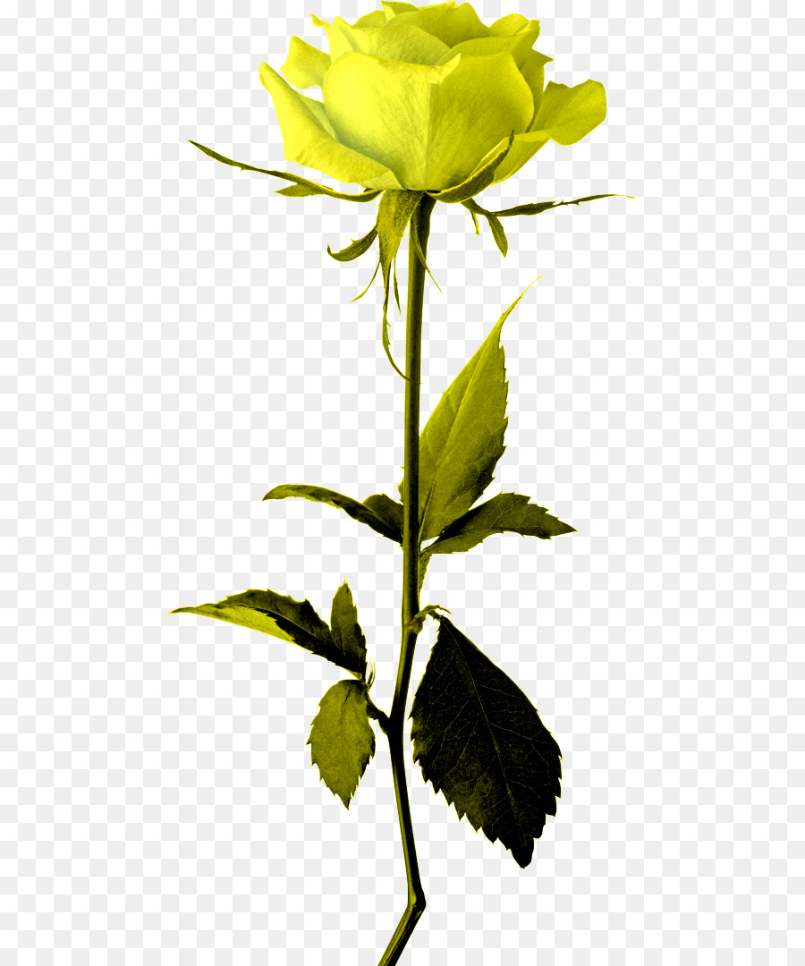 Rosa Seca，Branco PNG