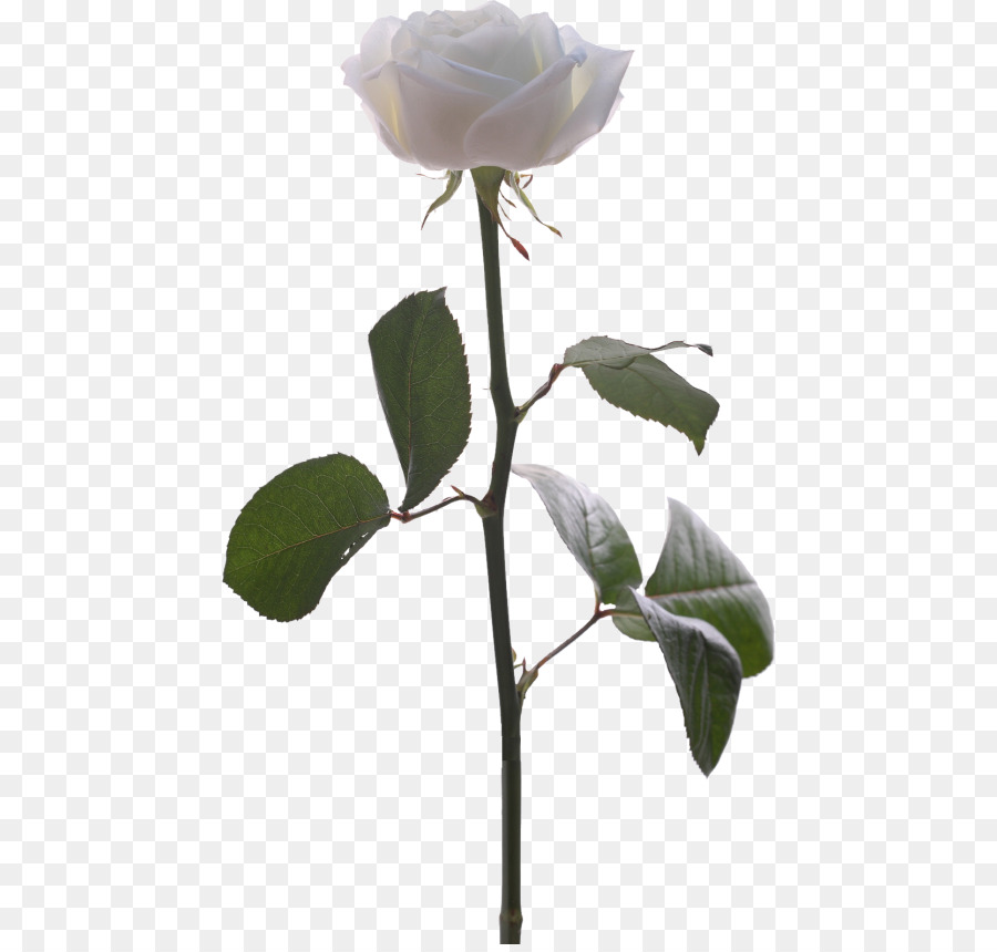 Rosa Branca，Tronco PNG