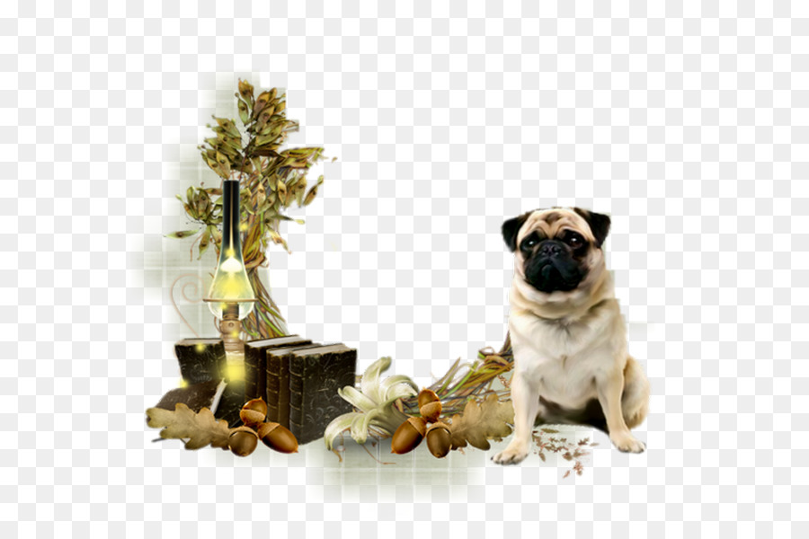 Pug，Raça Do Cão PNG