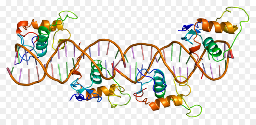 Retinóide X Receptor，Retinóide X Receptor Alfa PNG