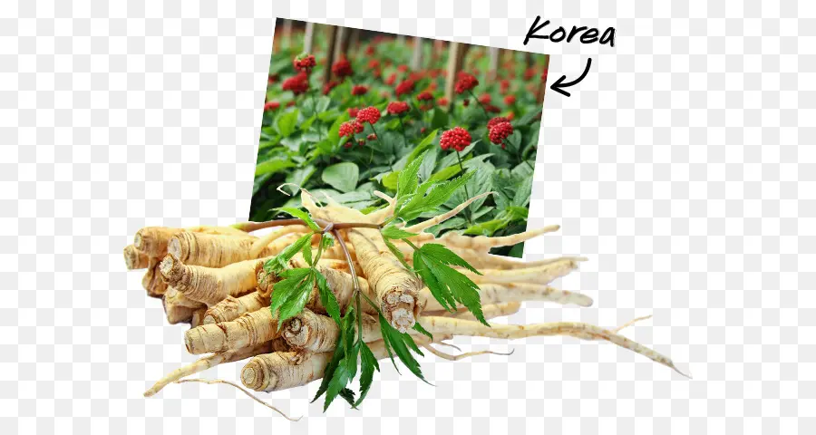 Ginseng，Raiz PNG