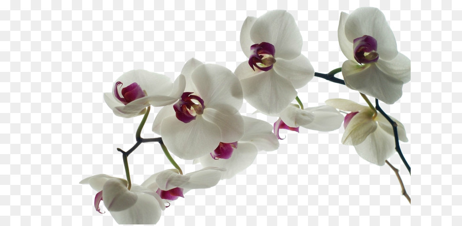 Orquídeas Brancas，Pétalas PNG