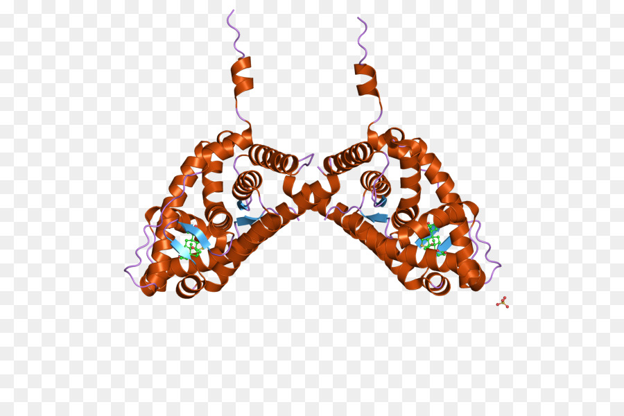Receptor Mineralocorticóide，Receptor De Glicocorticóide PNG