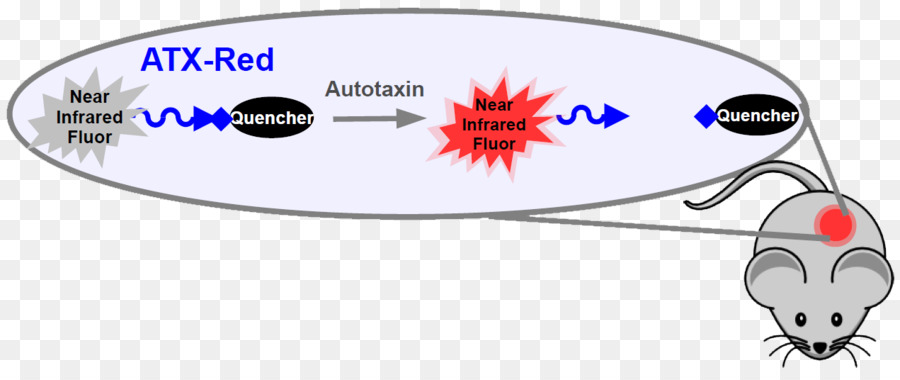 Autotáxin，Lysophosphatidic ácido PNG