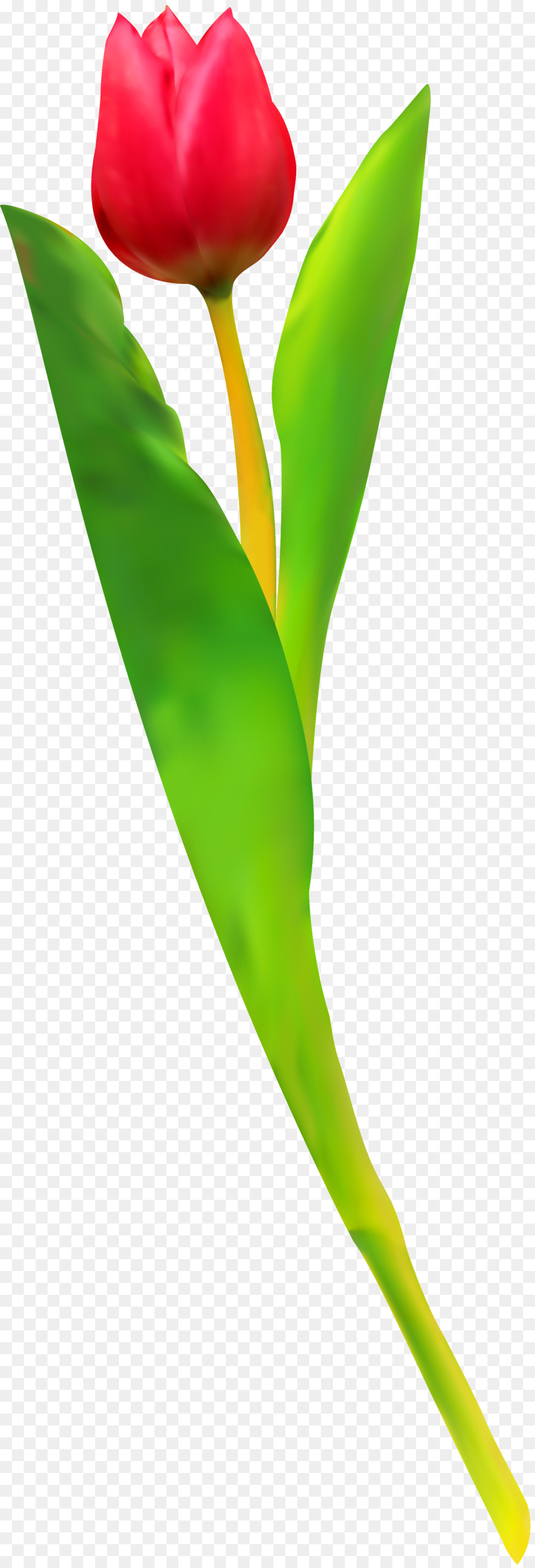 Tulipa Vermelha，Tronco PNG