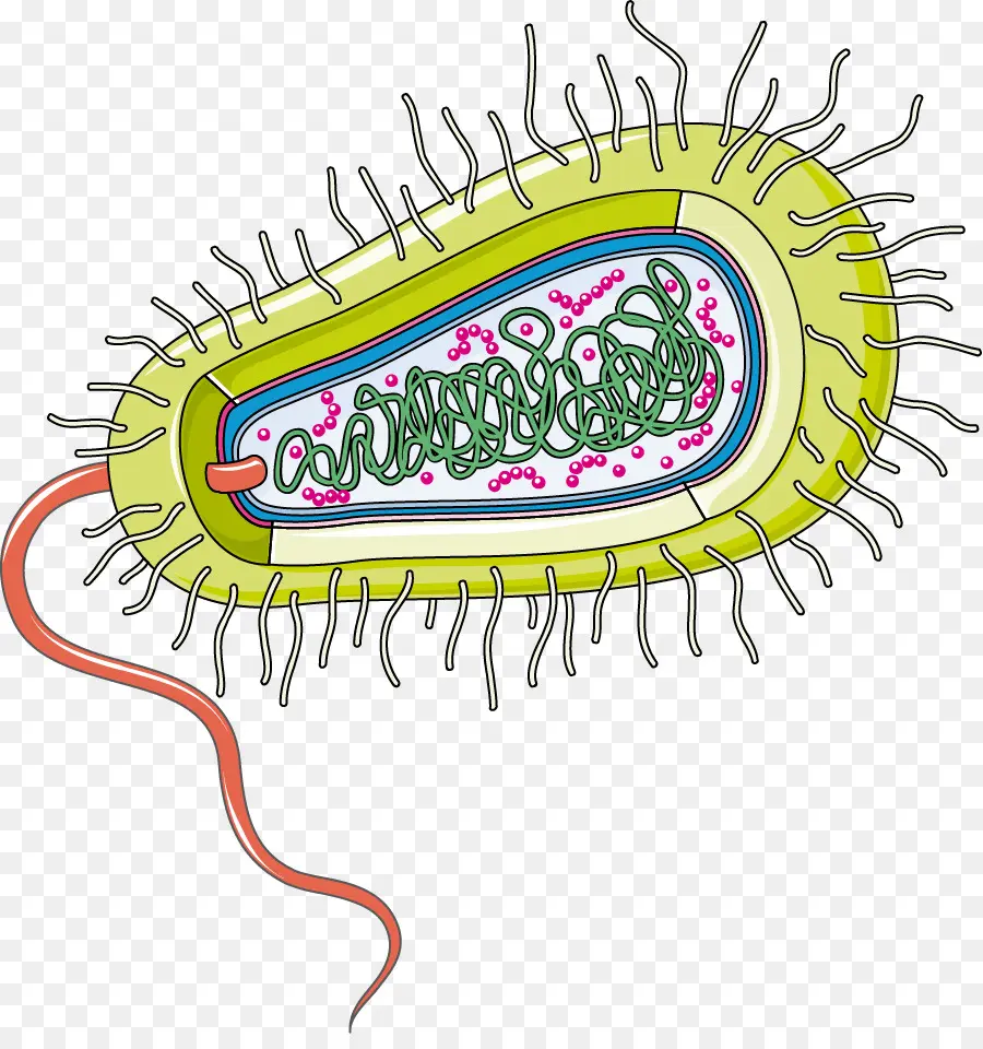 Bactérias，Infecção PNG
