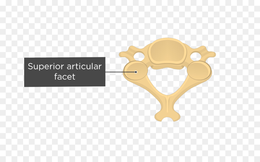 Vértebras Cervicais，Articular Processos De PNG