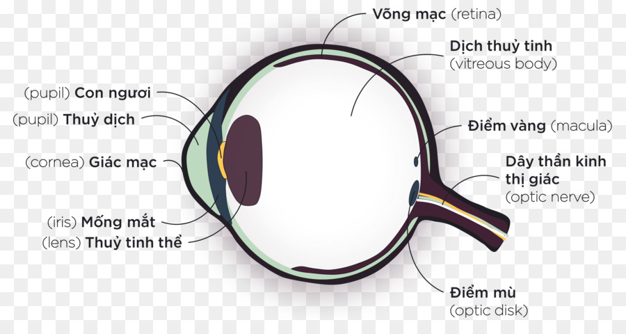 Goggles，Olho PNG