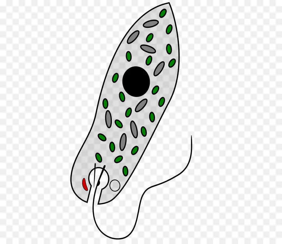 Euglena Viridis，Chloroplast PNG