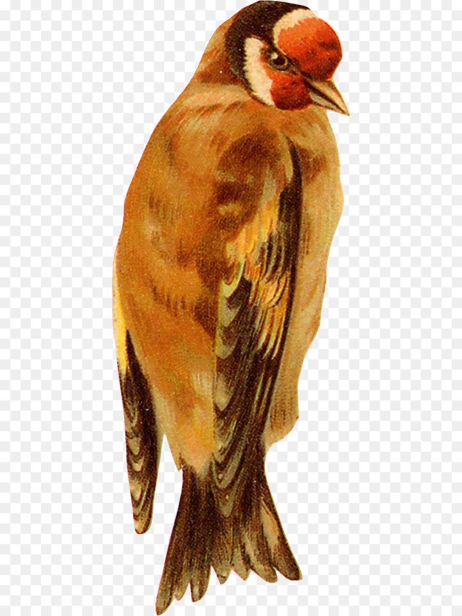 Aves，Pardal PNG