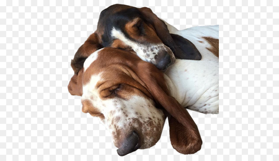 Basset Artesien Normand，Basset Hound PNG