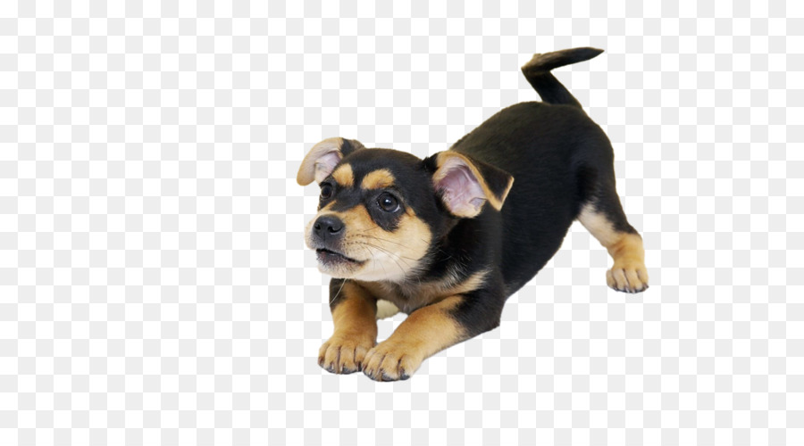 Filhote De Cachorro Pequeno E Fofo，Cachorro PNG