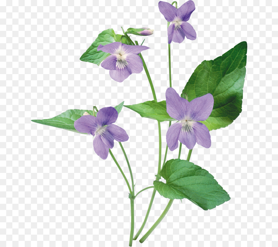 Violetas，Flores PNG