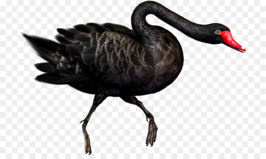 Cisne Negro，Pato PNG