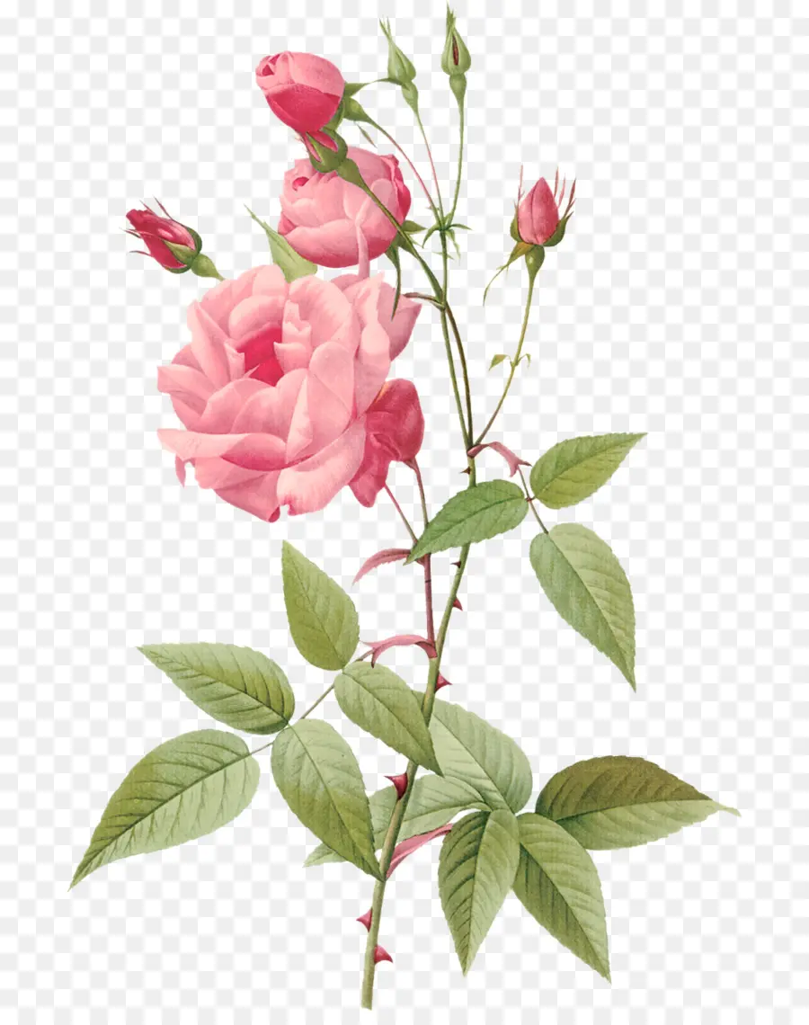 Rosa，Botânico Ilustração PNG