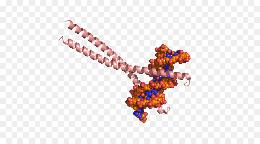 Cebpb，Ccaatenhancerbinding Proteínas PNG