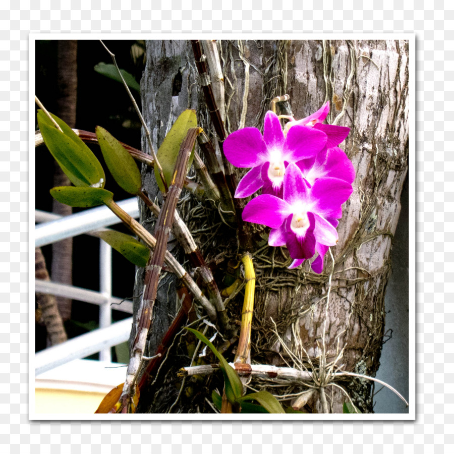 Dendrobium，Orquídeas Cattleya PNG