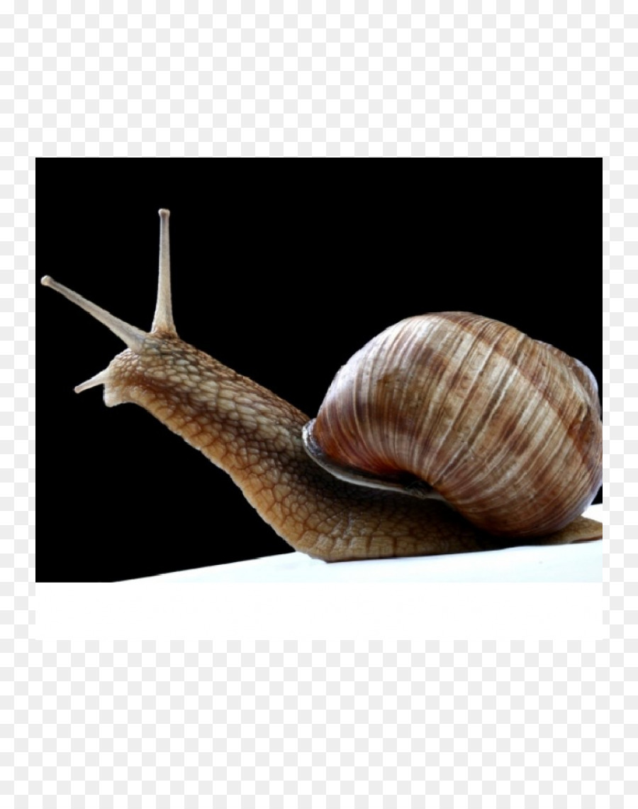 Caracol，Schnecken PNG