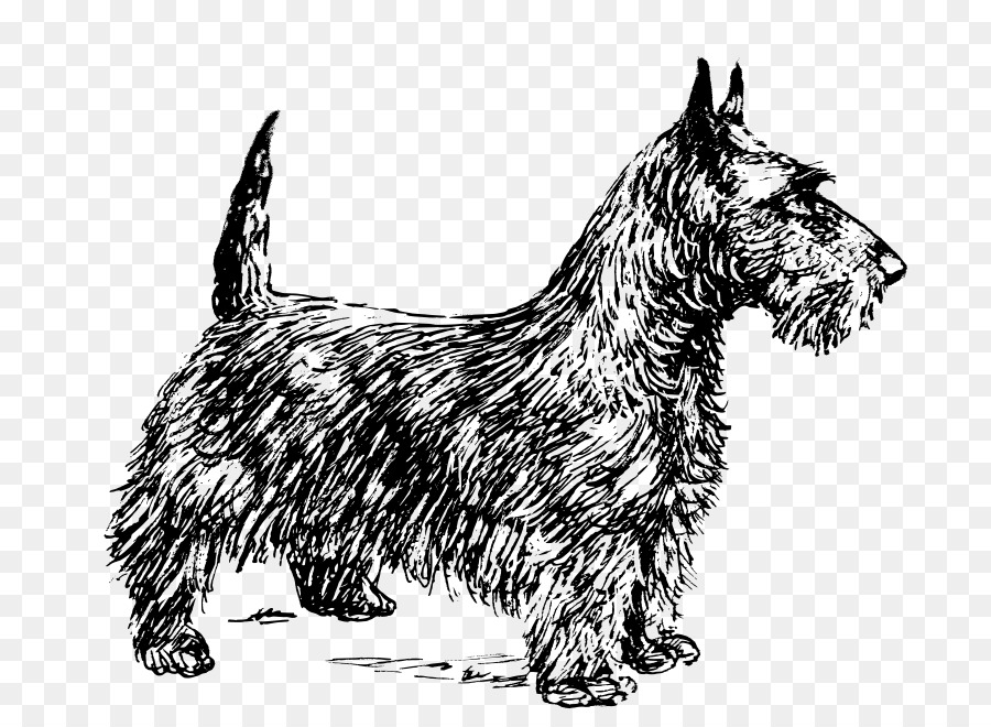 Scottish Terrier，A Escócia PNG