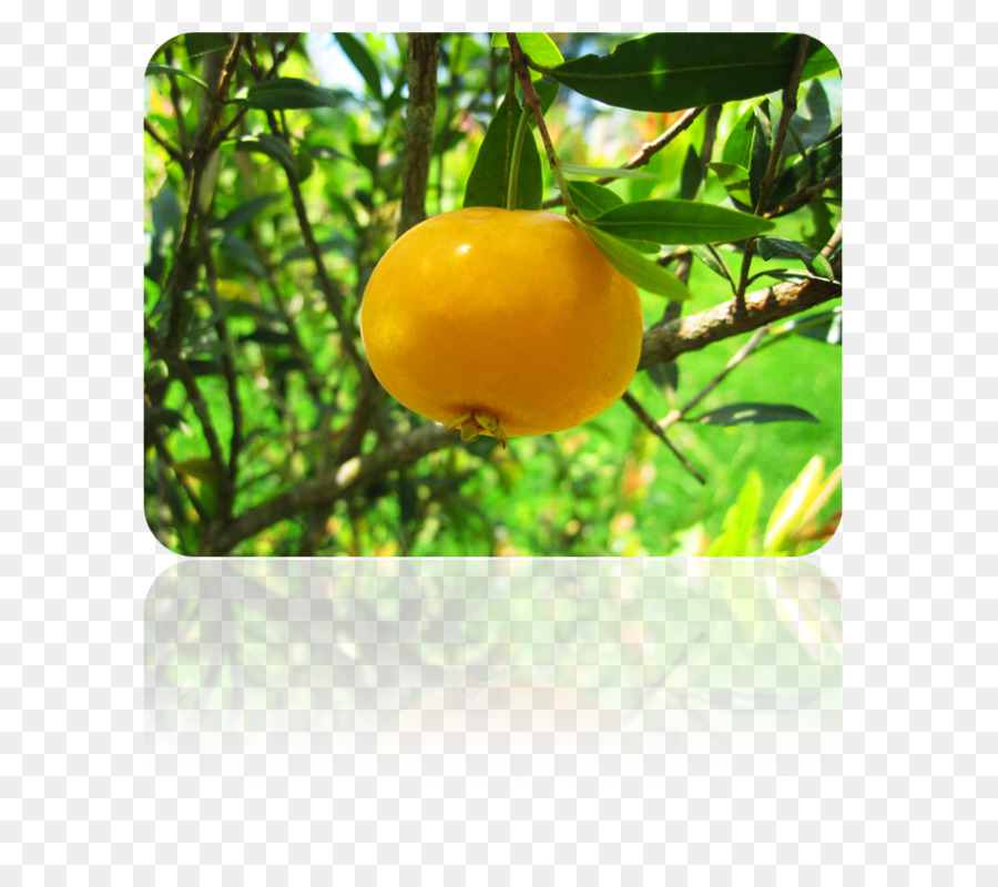 Limão，Clementine M PNG