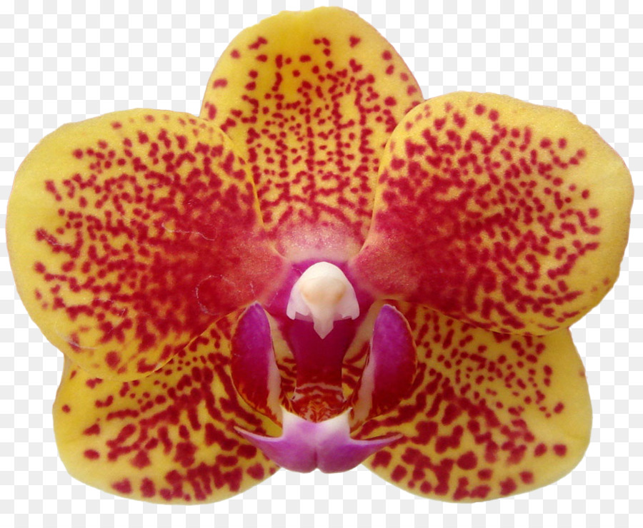 Traça Orquídeas，Closeup PNG