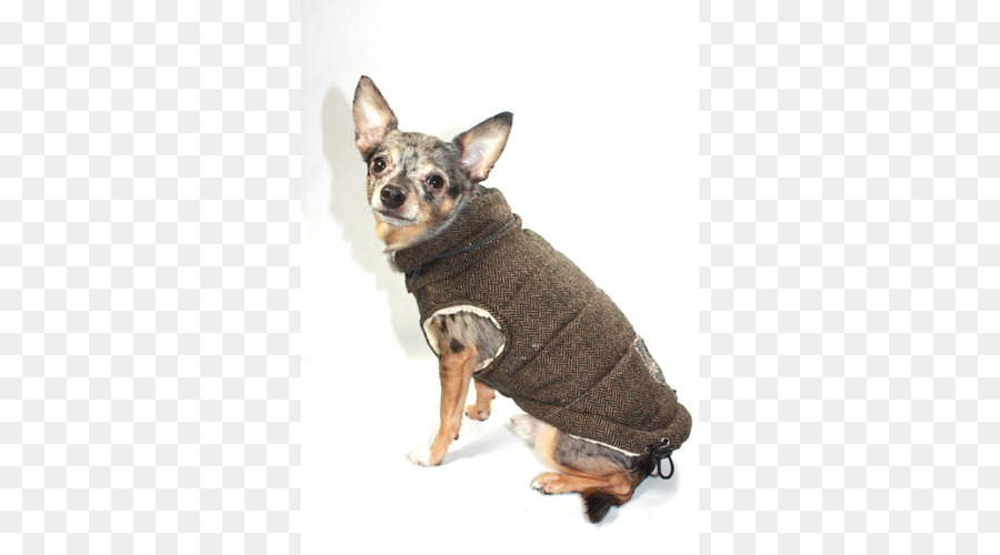 Chihuahua，Sobretudo PNG